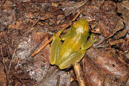 Image of Ankafana Bright-eyed Frog