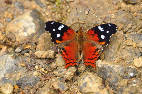 Слика од Hypanartia trimaculata