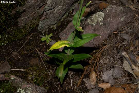 Plancia ëd Penstemon plagapineus Straw