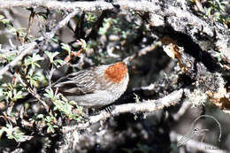 Image of White-browed Tit-Spinetail