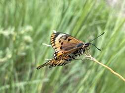 Image de Acraea anacreon Trimen 1868