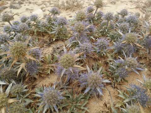 Imagem de Eryngium dilatatum Lam.