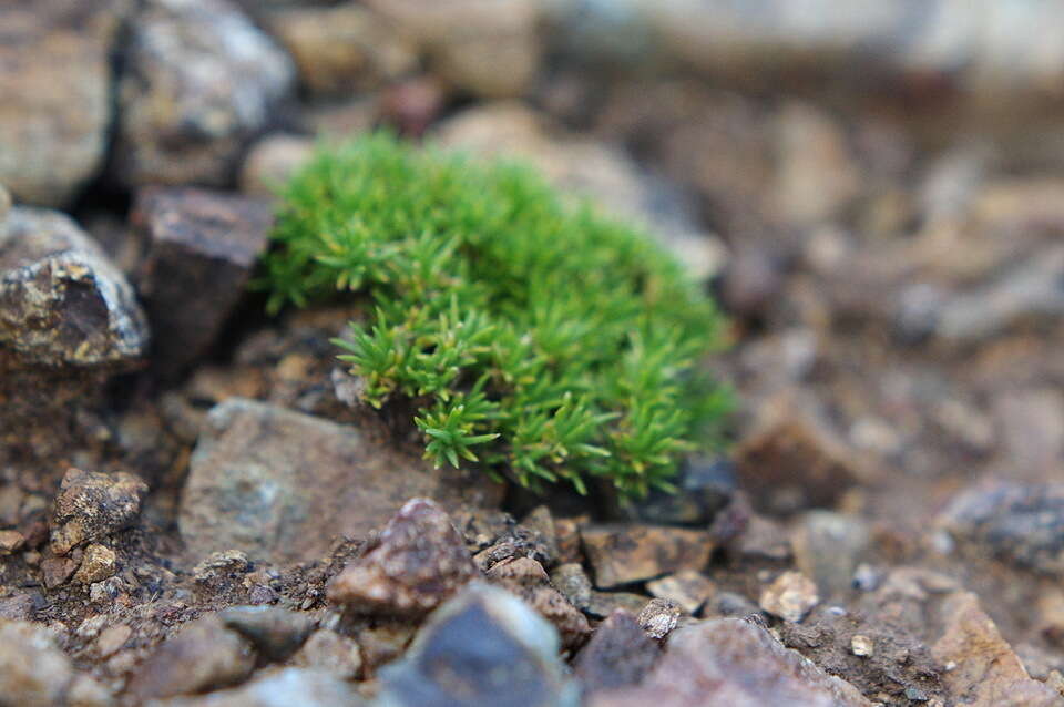 Plancia ëd Cherleria obtusiloba (Rydb.) A. J. Moore & Dillenb.