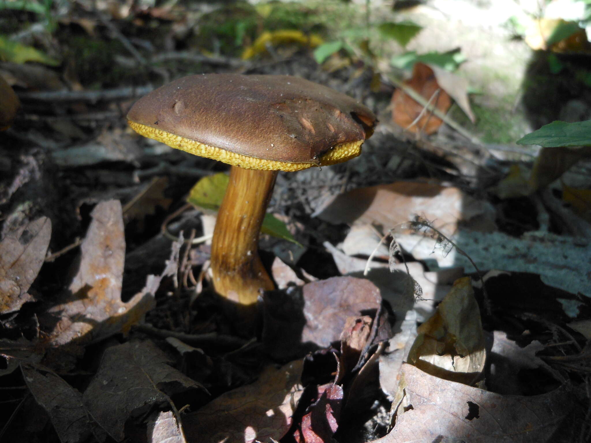 Image of Aureoboletus innixus (Frost) Halling, A. R. Bessette & Bessette 2015