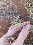 Imagem de Eremophila gilesii subsp. variabilis