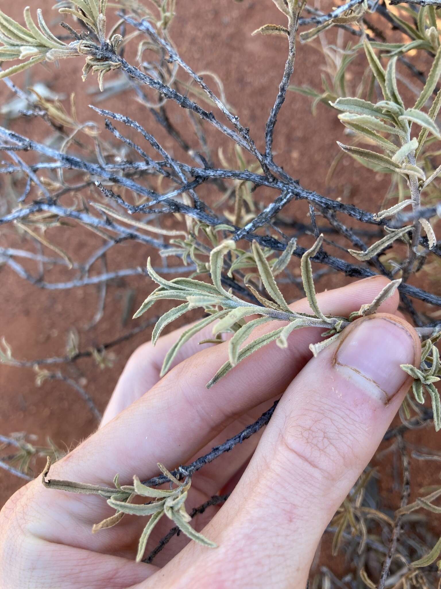 Imagem de Eremophila gilesii subsp. variabilis