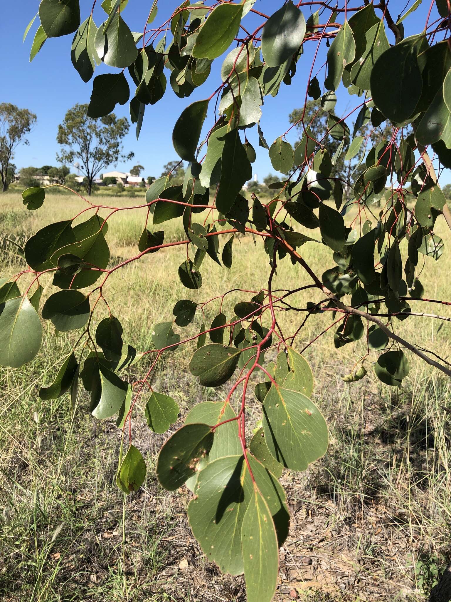 Image of Eucalyptus populnea F. Müll.