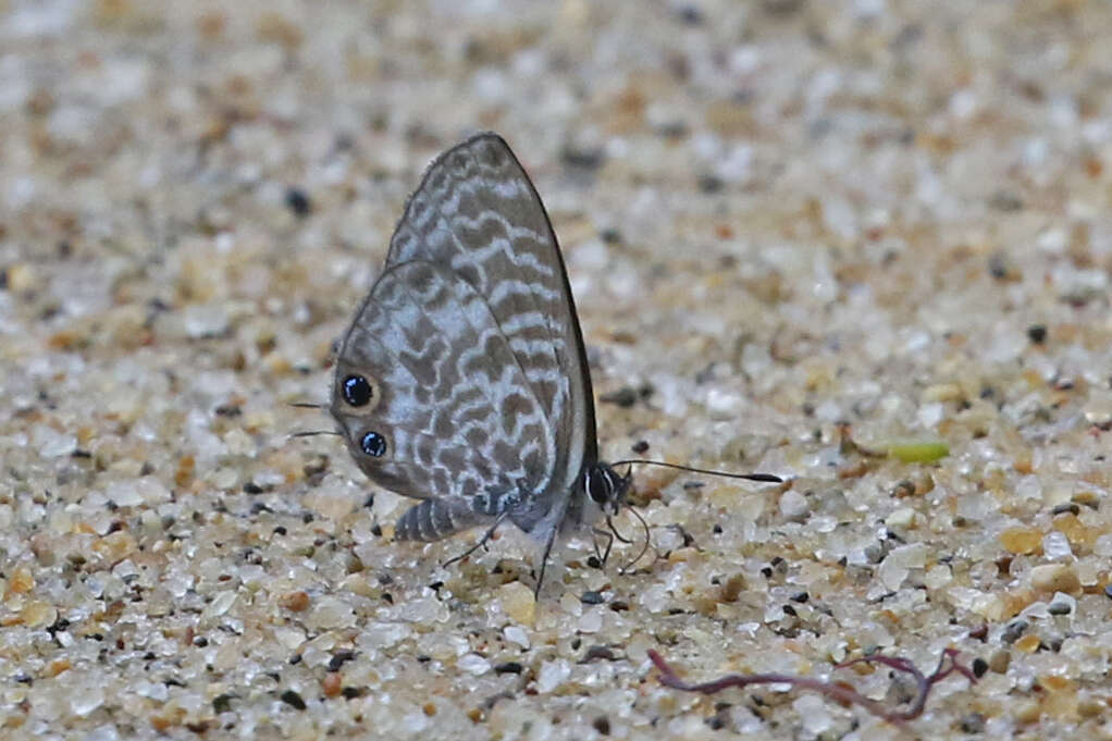 Image of Leptotes rabenafer (Mabille 1877)