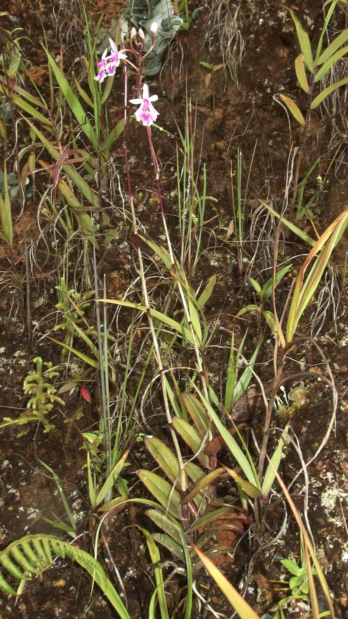 Слика од Epidendrum calanthum Rchb. fil. & Warsz.