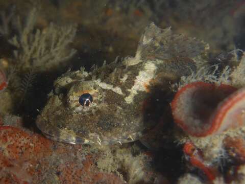 Image of Bonehead sculpin