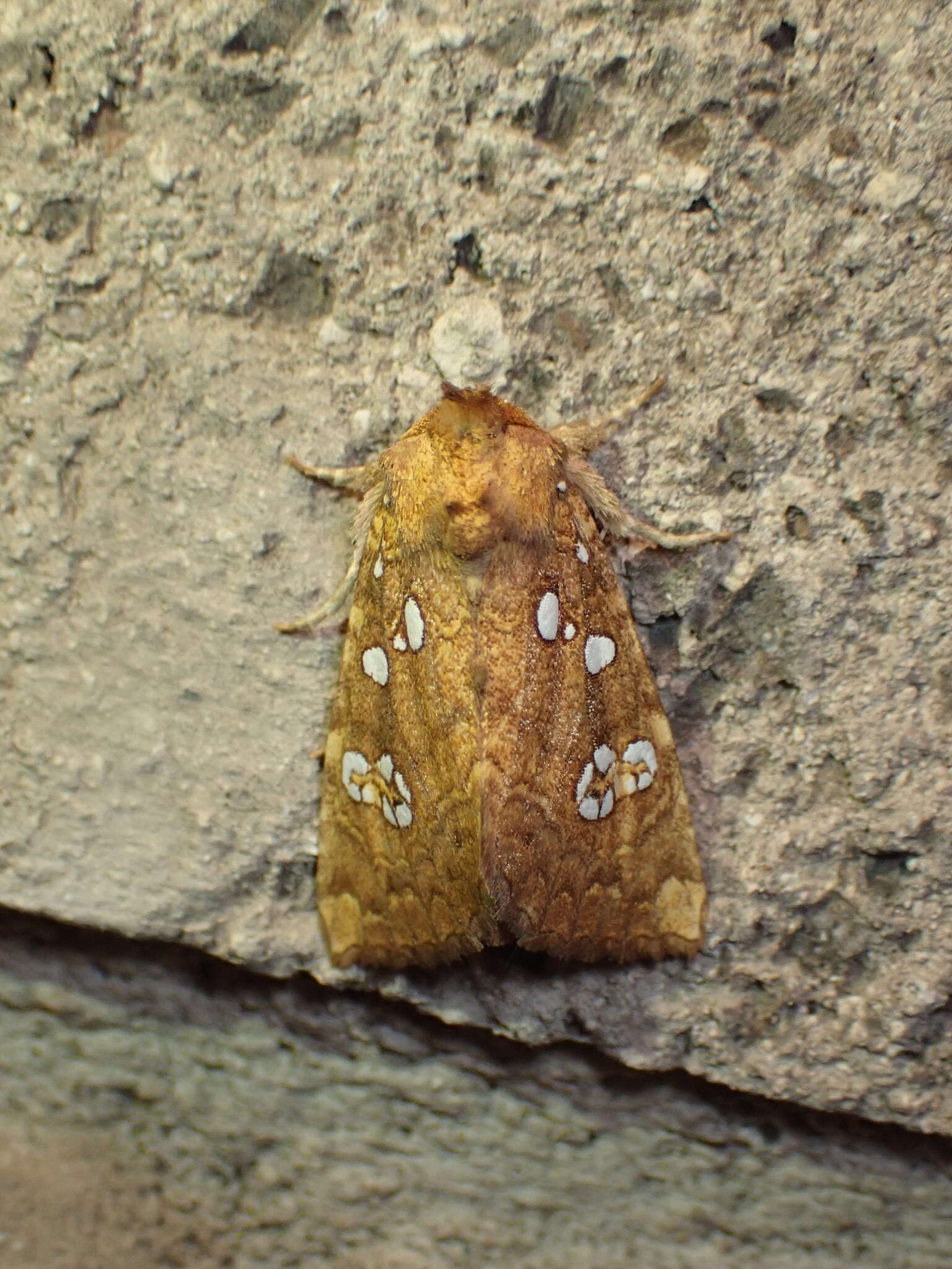 Image of Ash Tip Borer