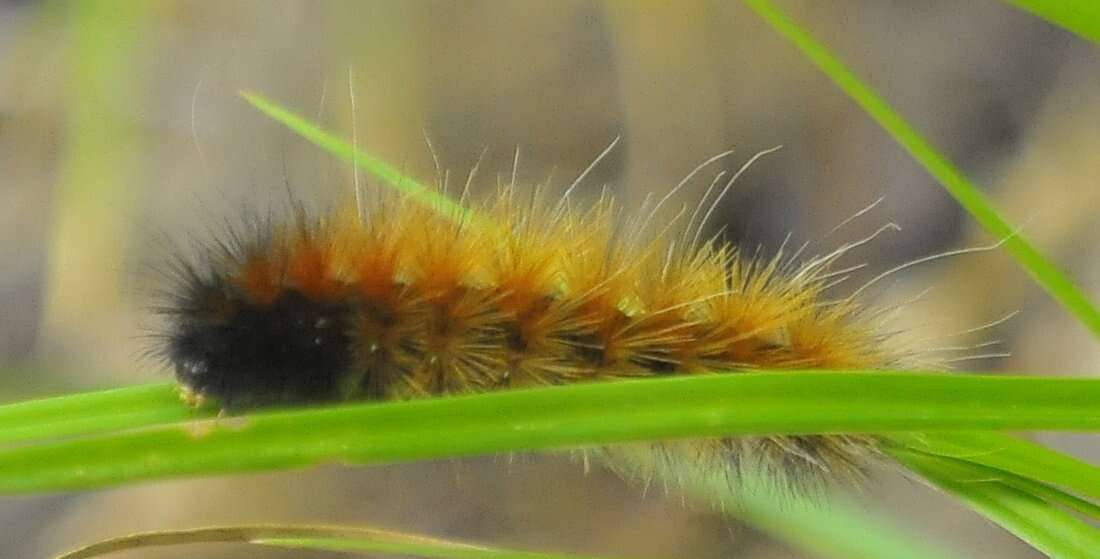 Imagem de Spilosoma virginica Fabricius 1798