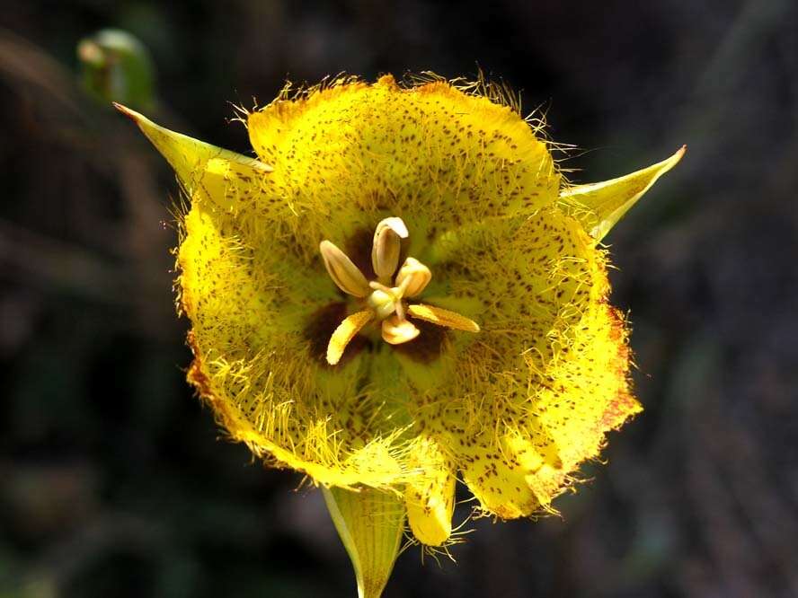 Image of Weed's mariposa lily