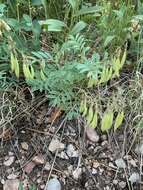 صورة <i>Astragalus australis</i> var. <i>glabriusculus</i>