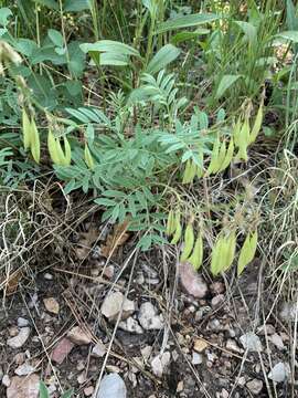 Image of <i>Astragalus australis</i> var. <i>glabriusculus</i>