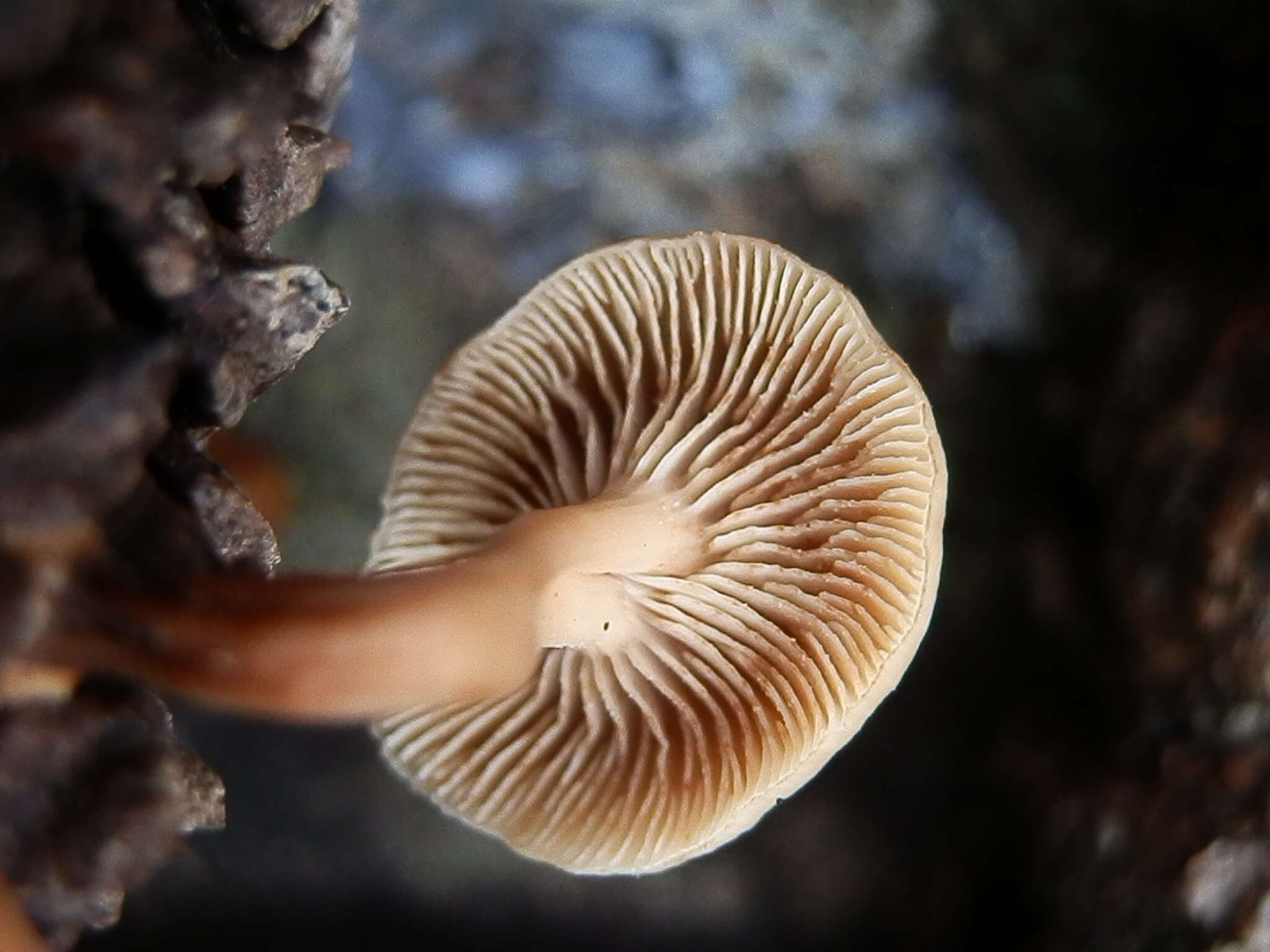 Image of Lentinellus cystidiosus R. H. Petersen 2004