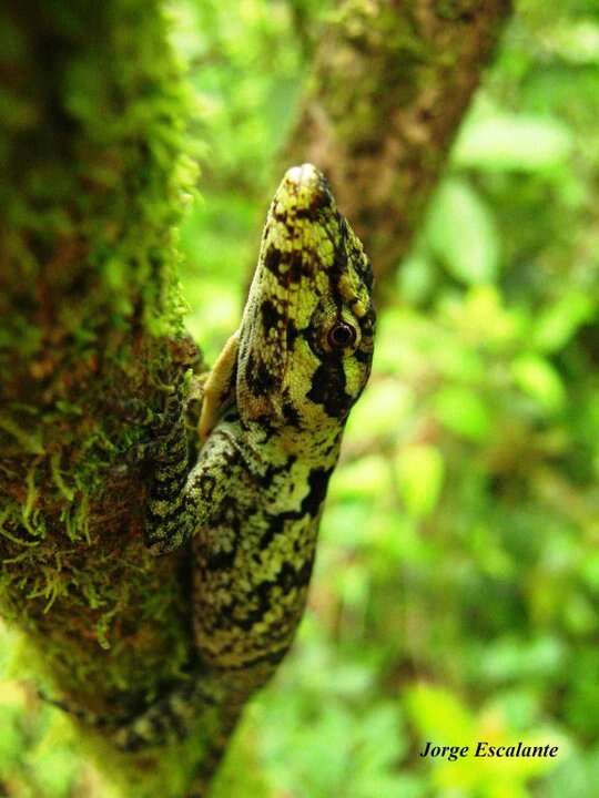 Image of Peters' anole