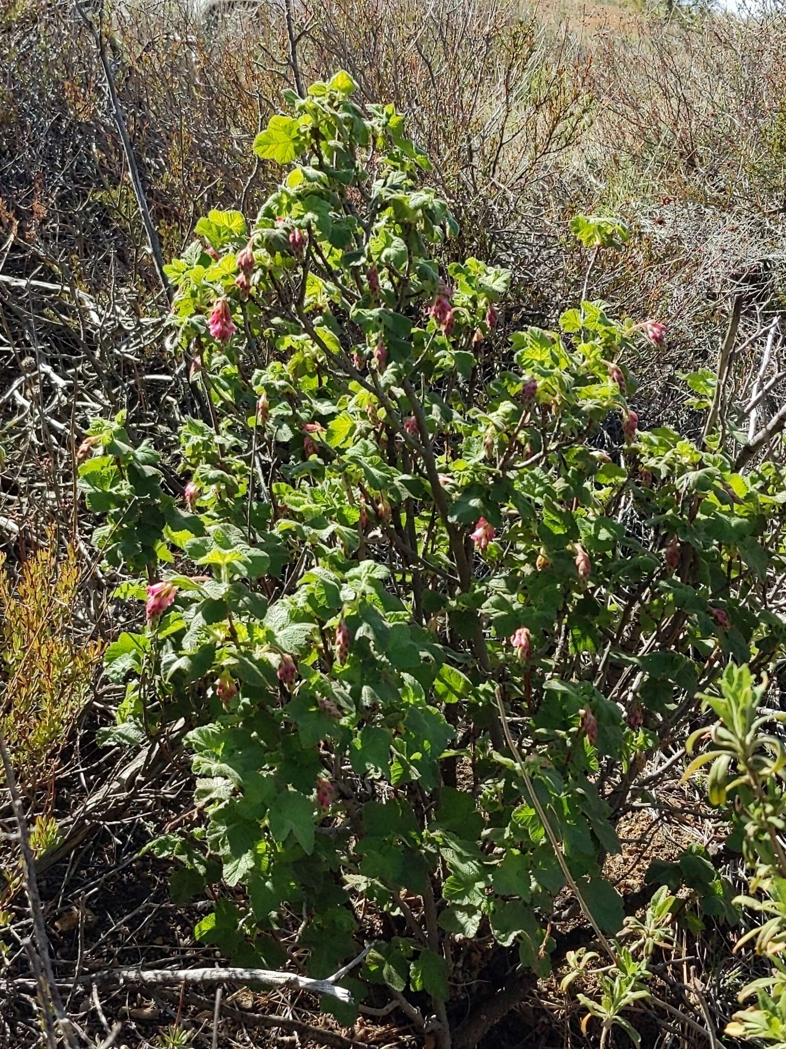 Image of chaparral currant