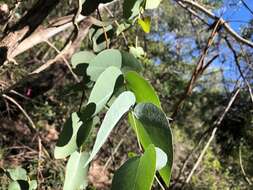 Image of silver-leaf ironbark