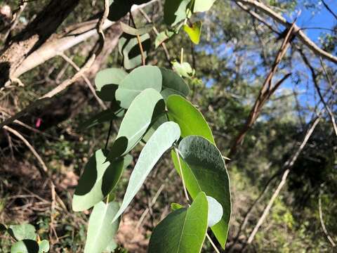 Imagem de Eucalyptus melanophloia F. Müll.