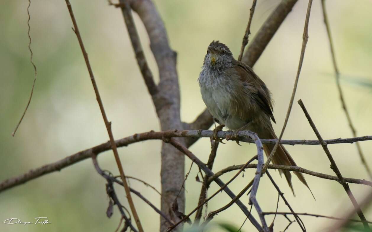 Image of Sulphur-bearded Reedhaunter