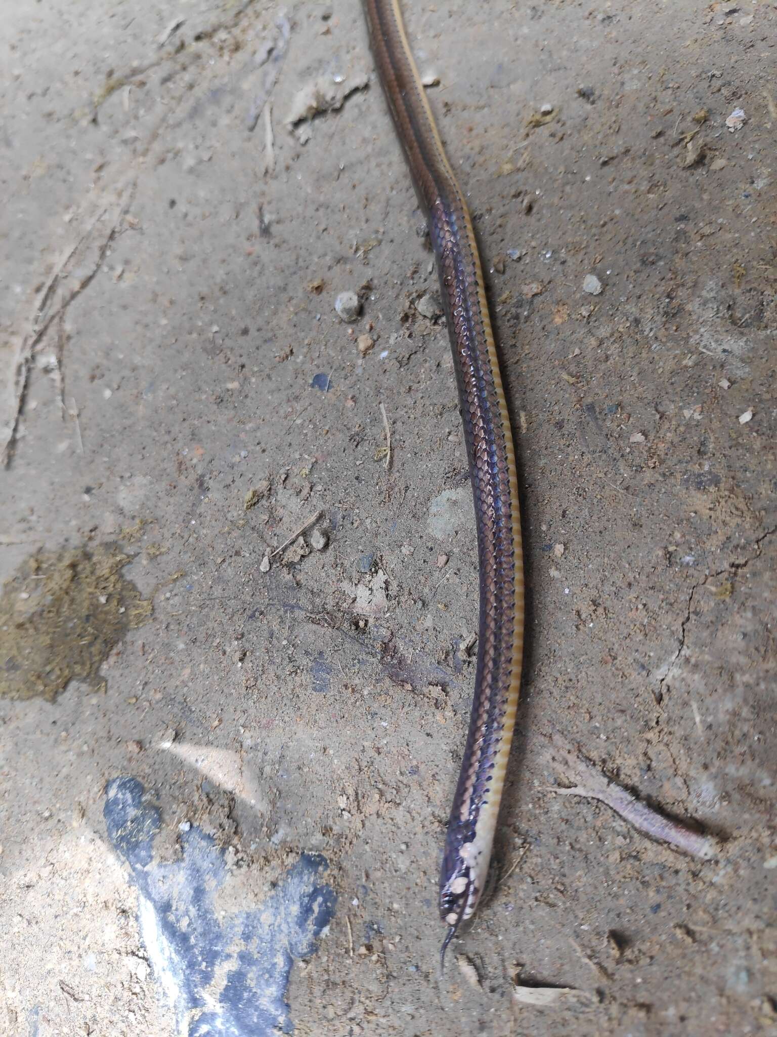 Image of Black-headed Snake (equatoriana