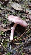 Image of Lepiota decorata Zeller 1929