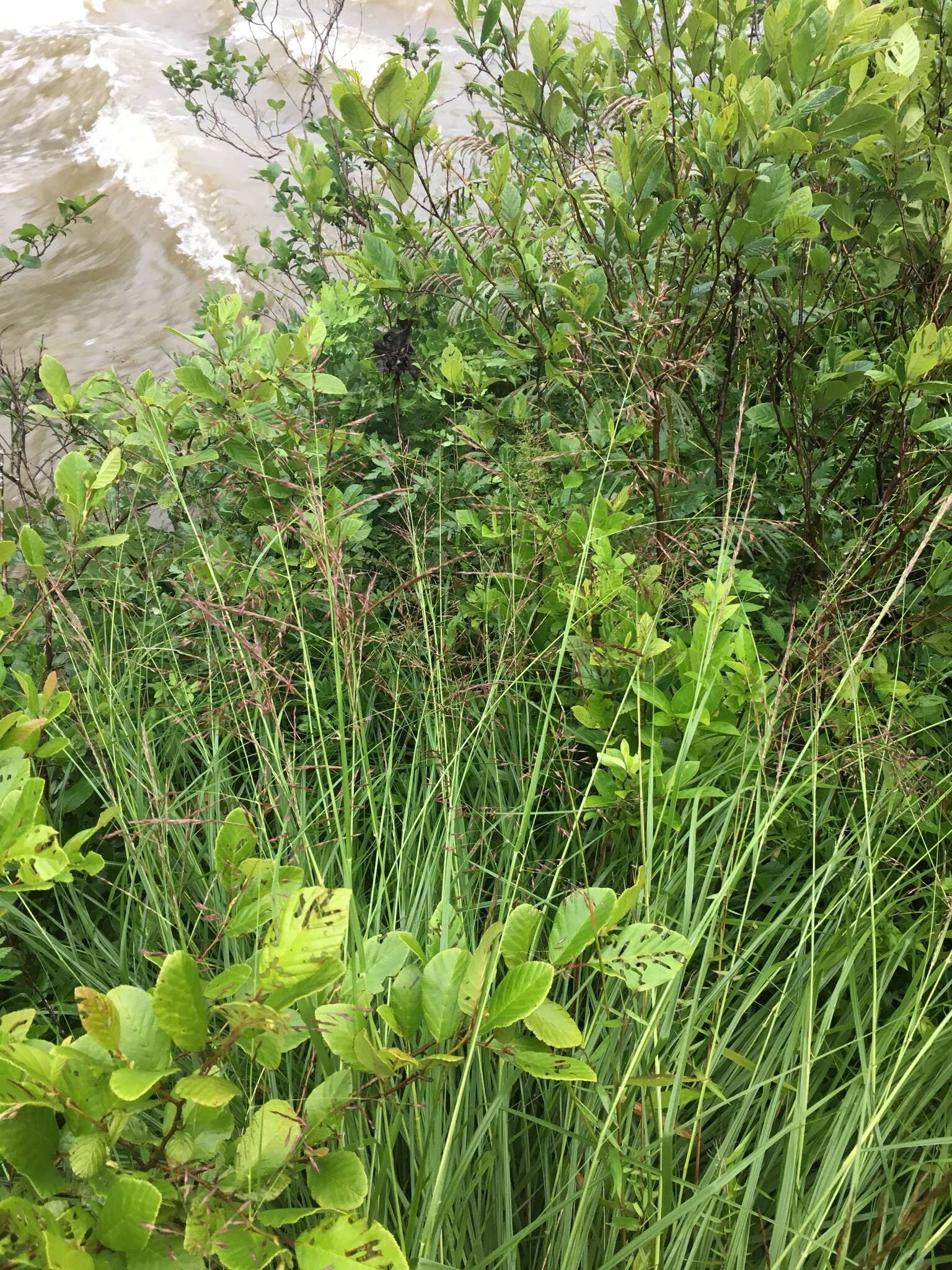 Image of Cumberland Sand-Reed