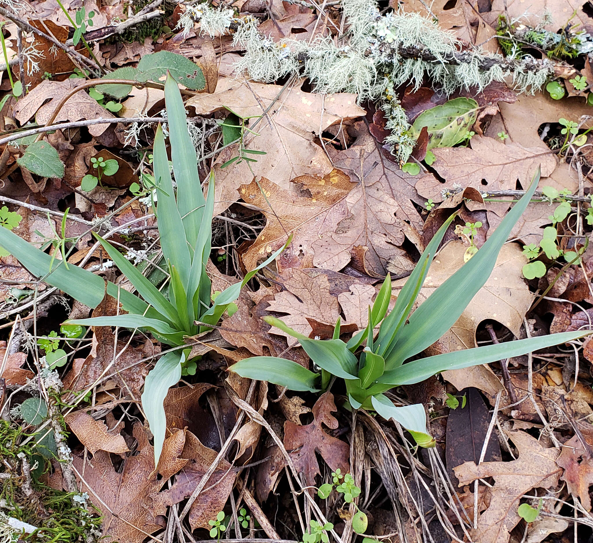 Image de Chlorogalum pomeridianum subsp. pomeridianum