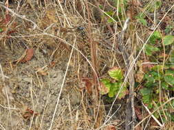 Image of Pacific Spiketail