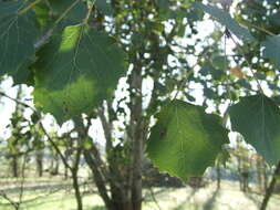 Image of Common Aspen