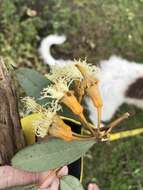 Слика од Eucalyptus torquata Luehm.