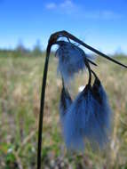 Image of tall cottongrass