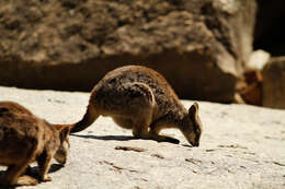 Image of Mareeba Rock Wallaby