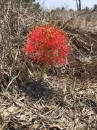 Imagem de Scadoxus multiflorus subsp. multiflorus