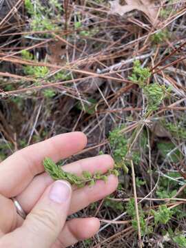 Image of mock pennyroyal