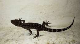 Image of Khasi Hills bent-toed Gecko