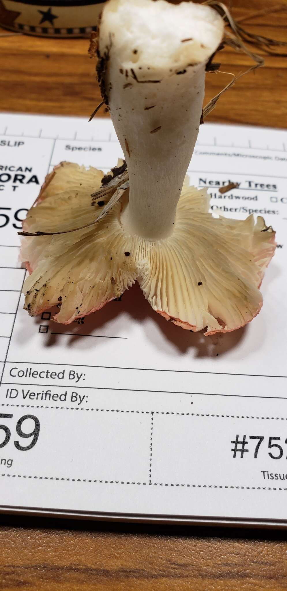 Image de Russula paraemetica Reumaux 1997