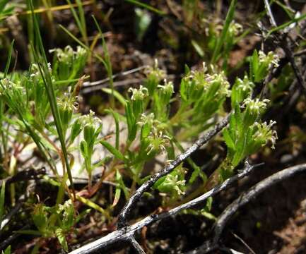 Image of Common Bow-flower