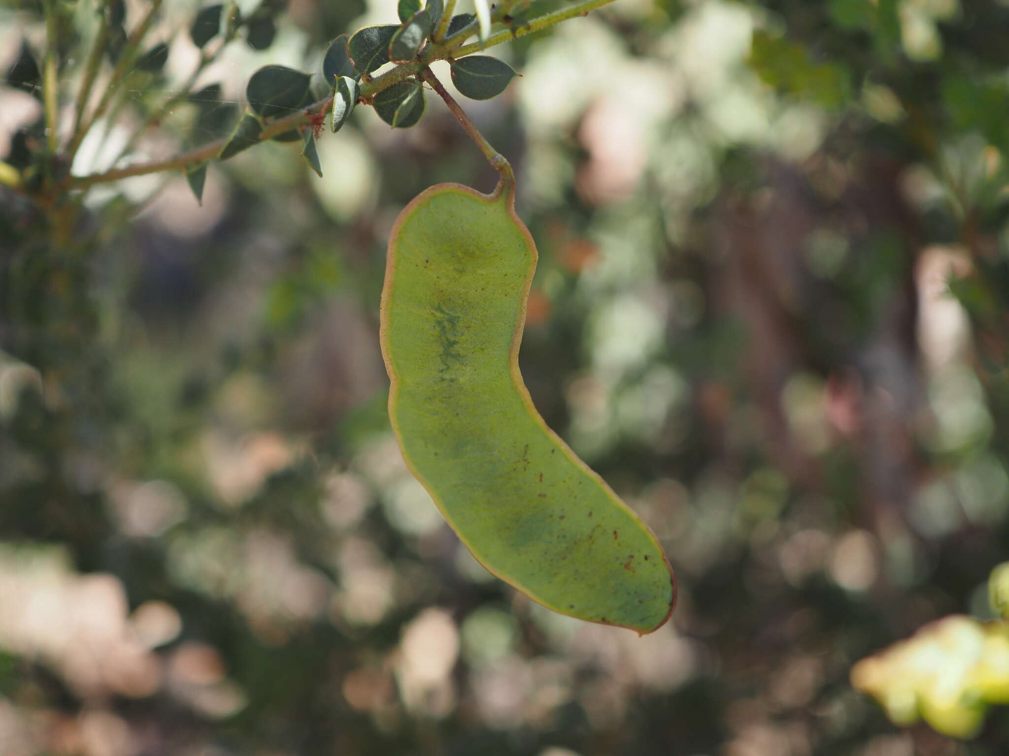 Image of Acacia cremiflora B. J. Conn & Tame