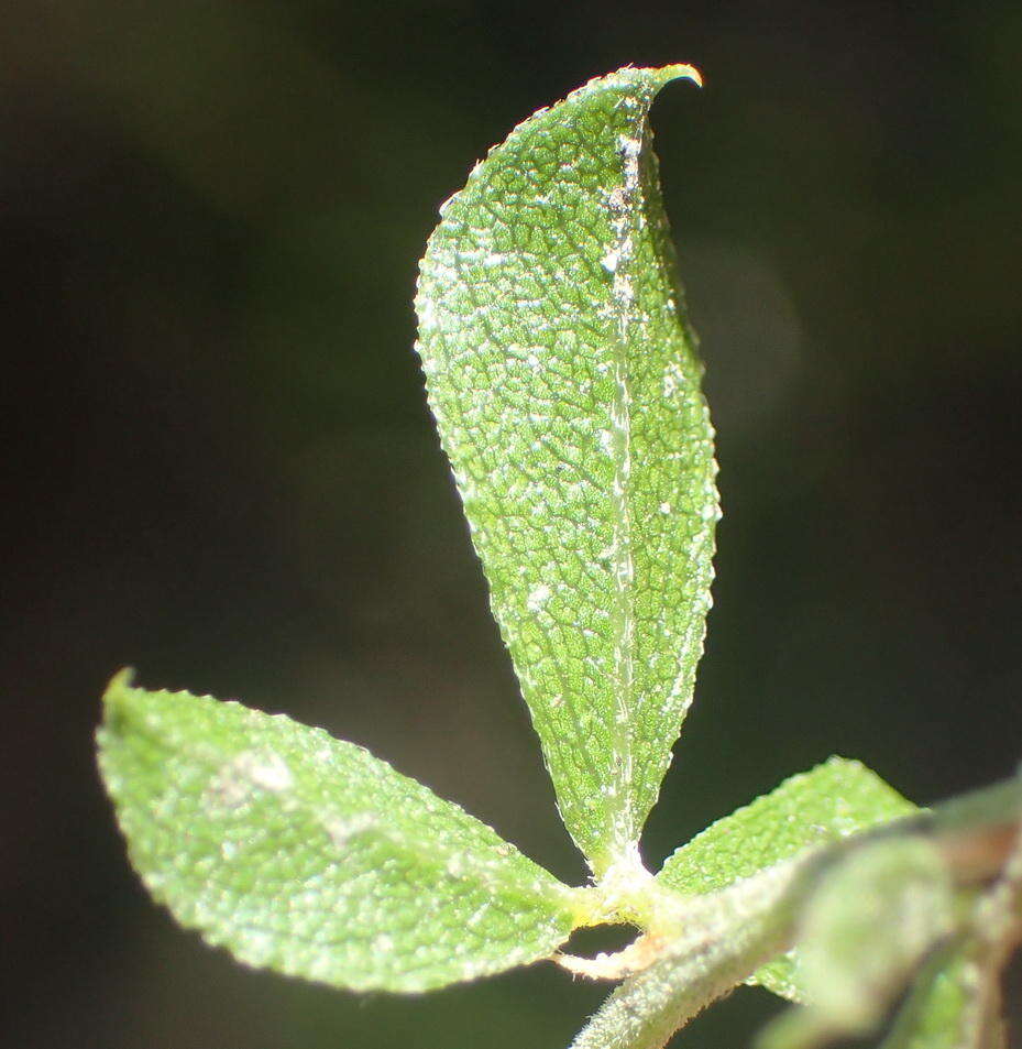 Image de Otholobium bowieanum (Harv.) C. H. Stirt.