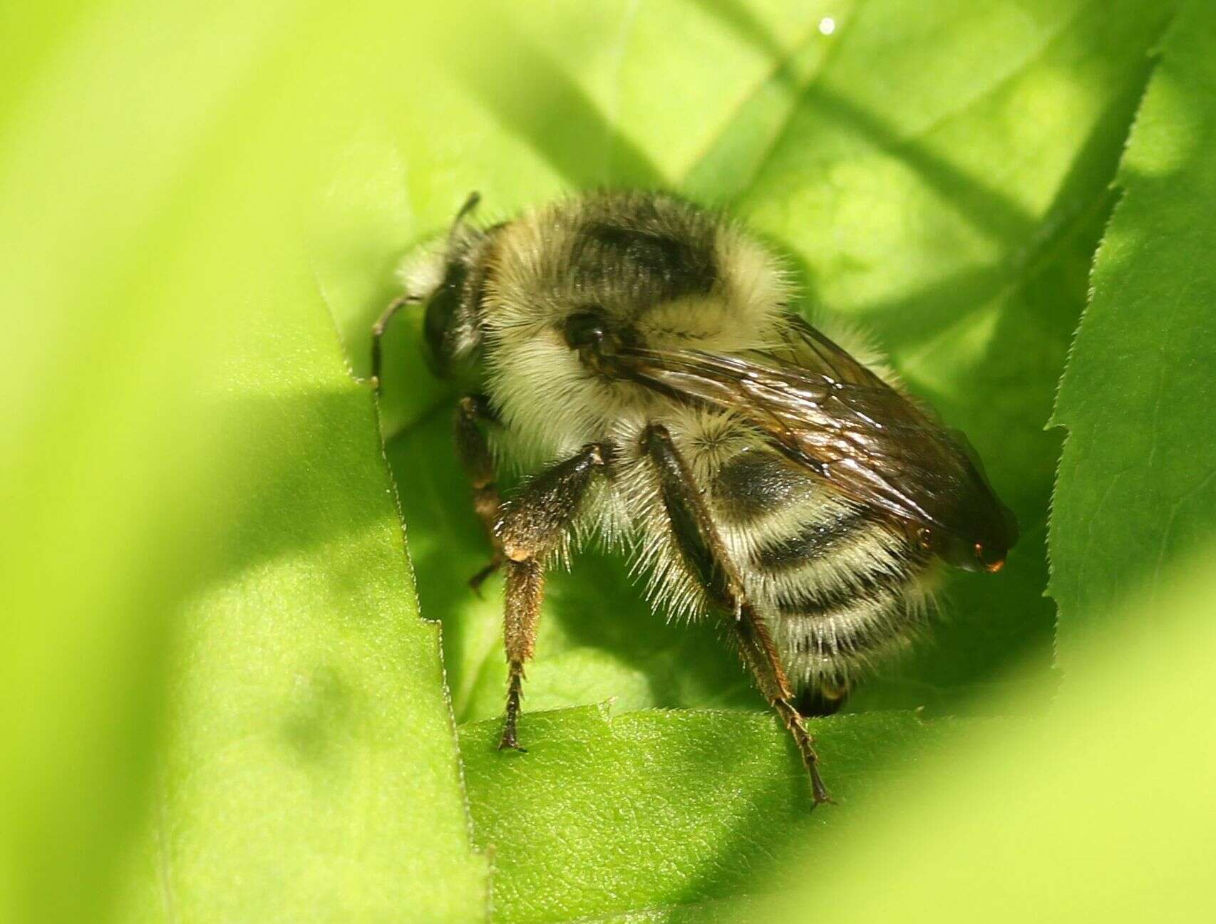 Image of Bombus deuteronymus Schulz 1906