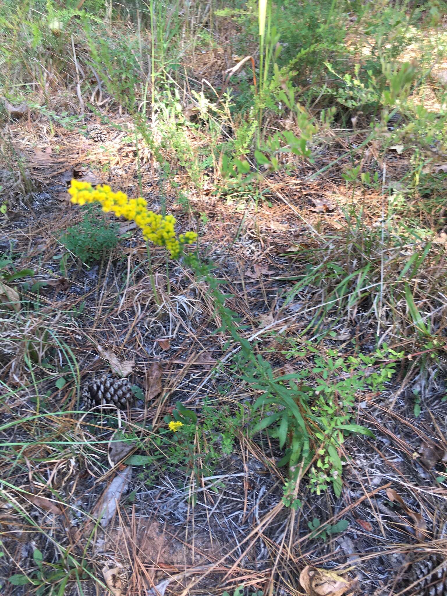 Image of showy goldenrod