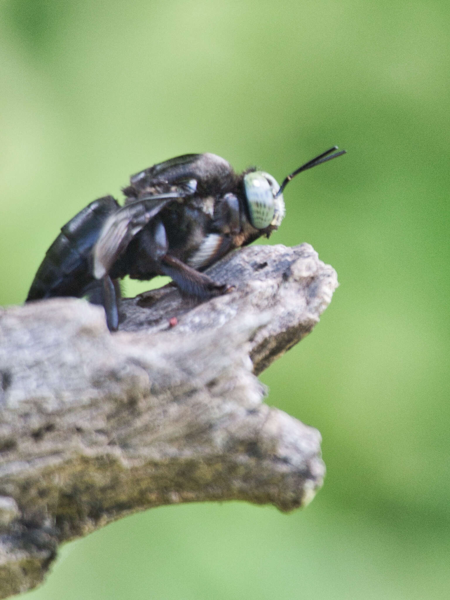 Plancia ëd Xylocopa perforator Smith 1861