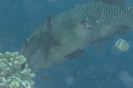 Image of Giant Wrasse