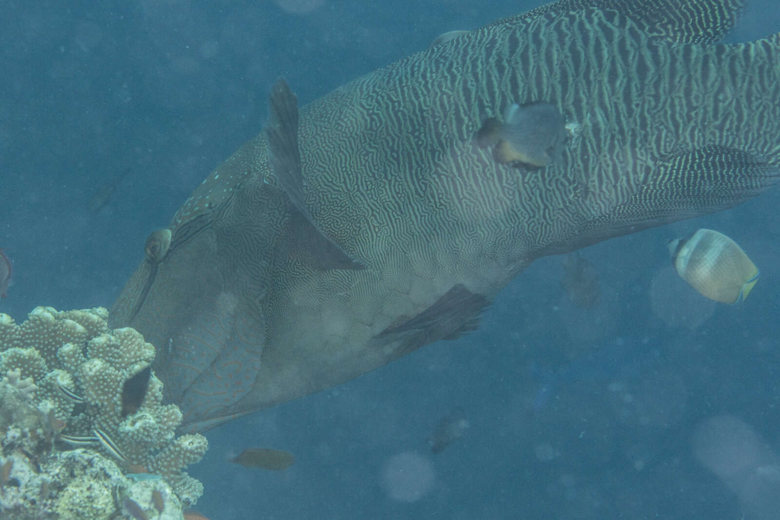 Image of Giant Wrasse