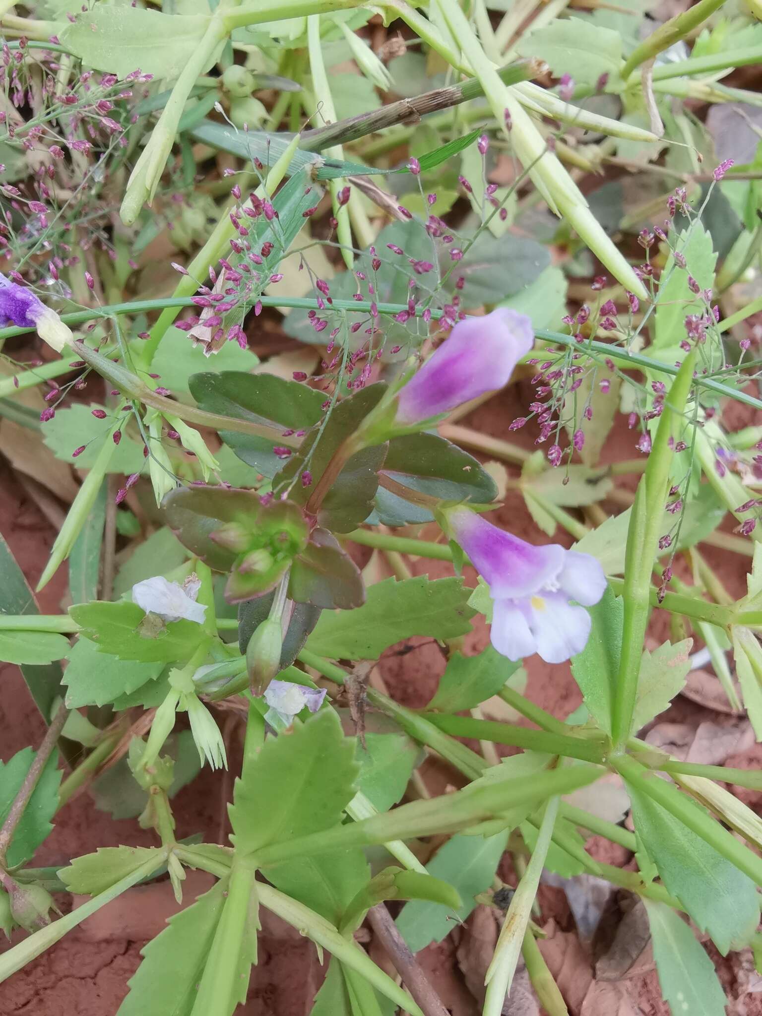 Image of <i>Torenia anagallis</i>