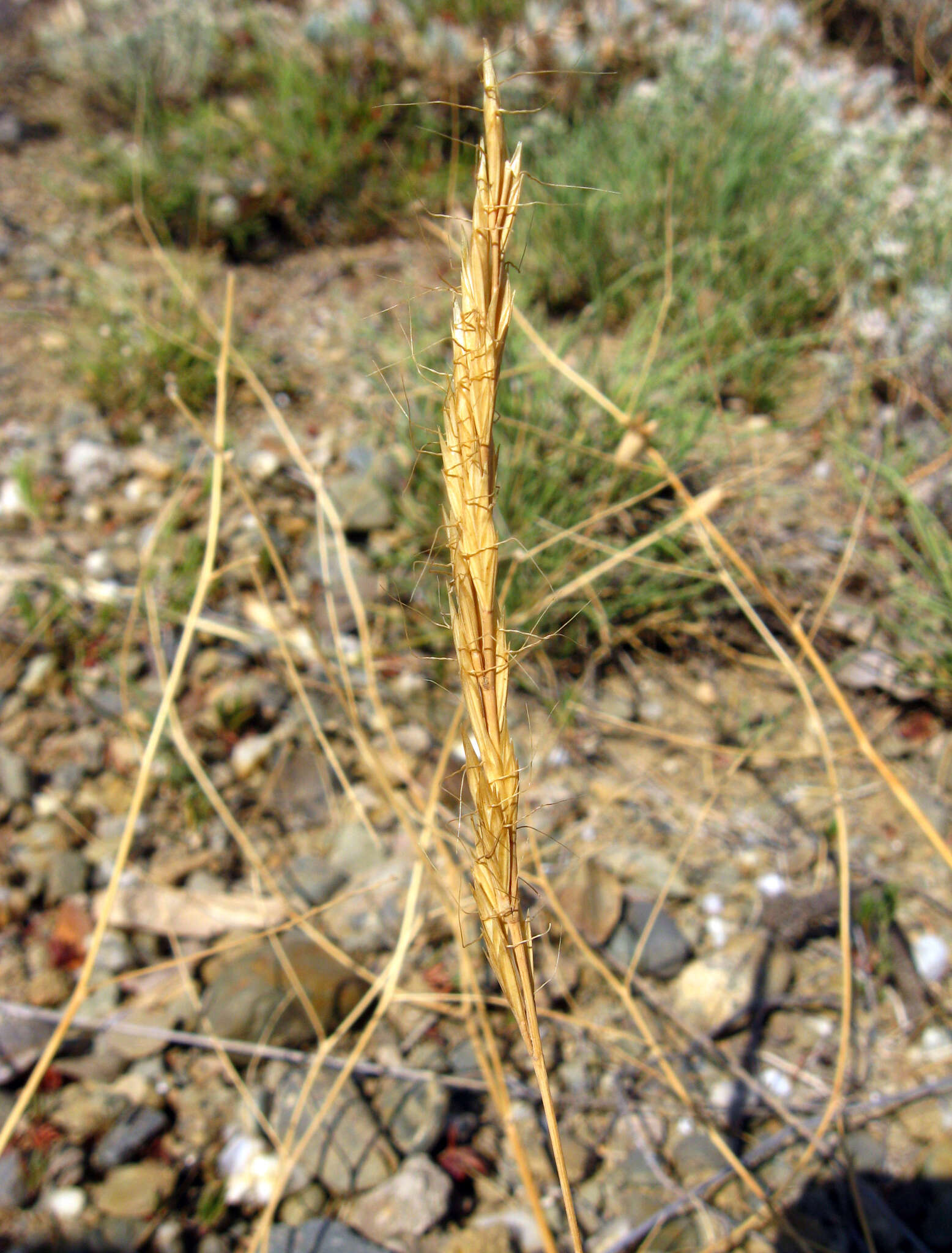 Image of Ventenata macra (Steven ex M. Bieb.) Balansa ex Boiss.