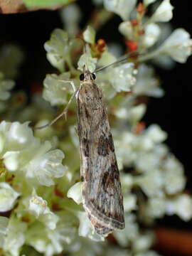 Image of celery stalkworm