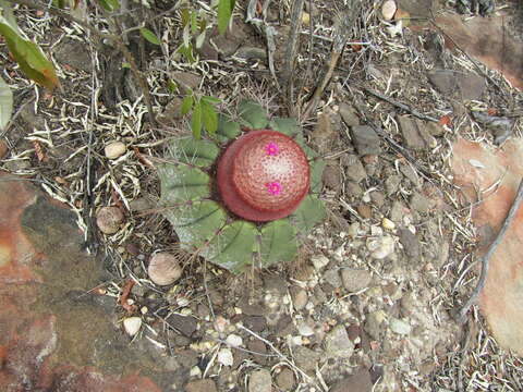 Image of Melocactus inconcinnus Buining & Brederoo